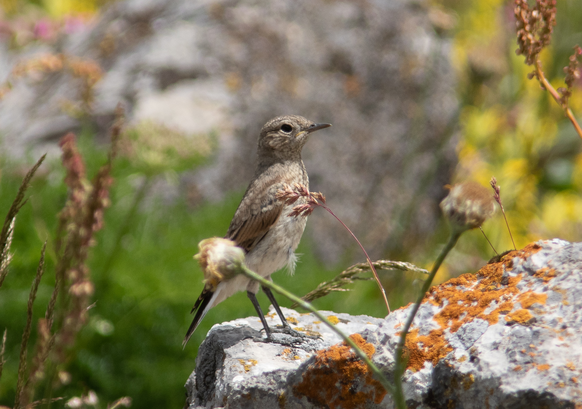 Miniature